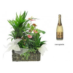 Basket of plants and cava