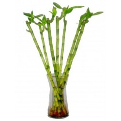Bamboo of Luck in Vase